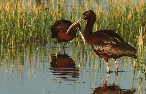 Glossy Ibisses; Lesvos