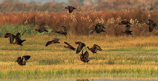 Glossy Ibisses; Lesvos
