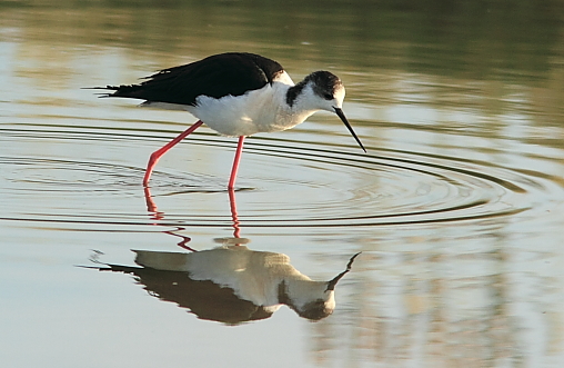 Black-winged Stilt;Lesvos
