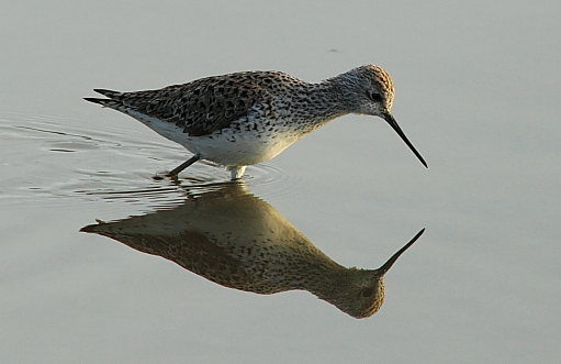 Marsh Sandpiper; Lesvos