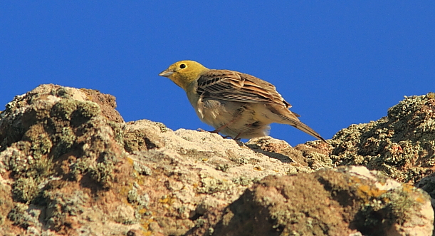 Cinereous Bunting; Lesvos