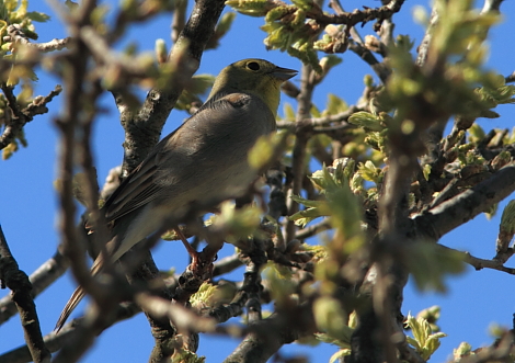 Cinereous Bunting; Lesvos