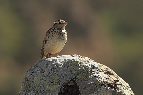 Wood Lark; Lesvos
