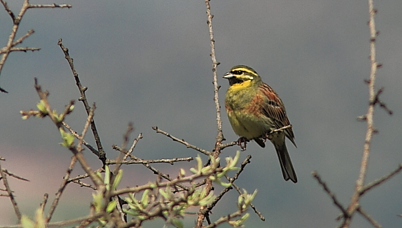 Corl Bunting; Lesvos