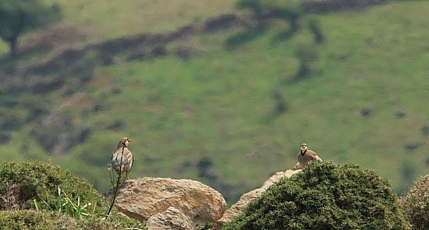 Chukar: Lesvos