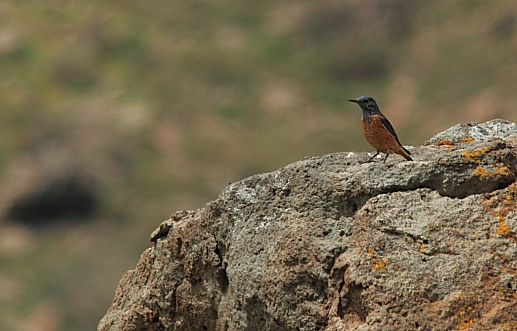 Rock Thrush; Lesvos