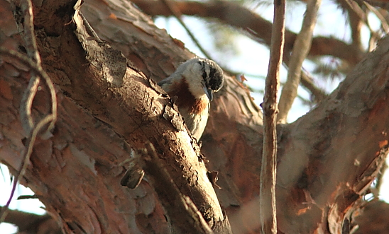 Kruper's Nuthatch; Lesvos