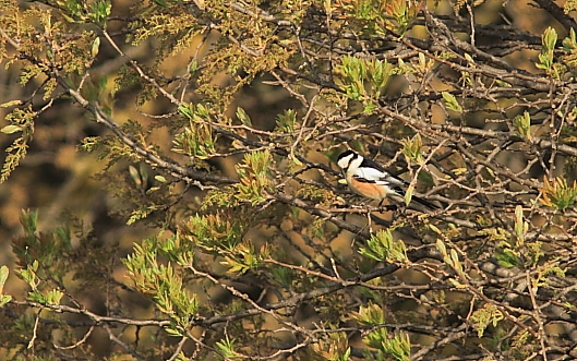 Masked Shrike; Lesvos