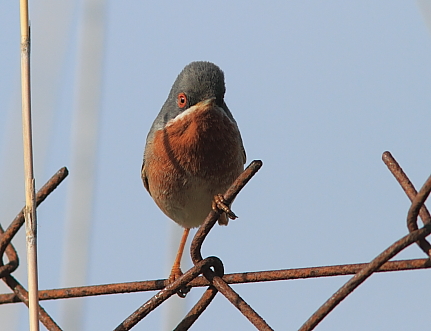 Subalpine Warbler; Lesvos