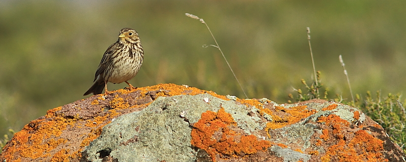 Corn Bunting; Lesvos