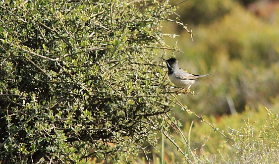 Ruppell's Warbler; Lesvos