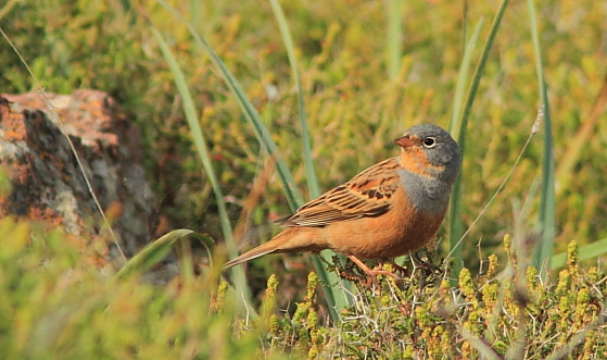Cretzschmar;s Bunting; Lesvos