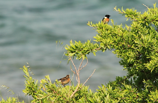 Stonechat; Lesvos