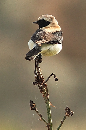 Black-eared Wheathear; Lesvos