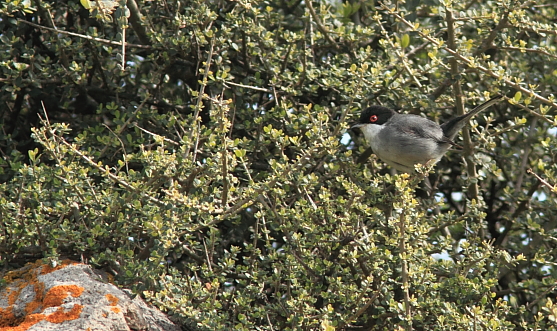 Sardinian Warbler; Lesvos