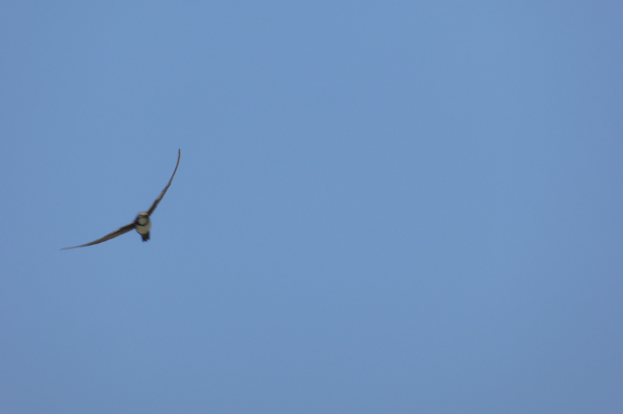 Alpine Swift; Lesvos