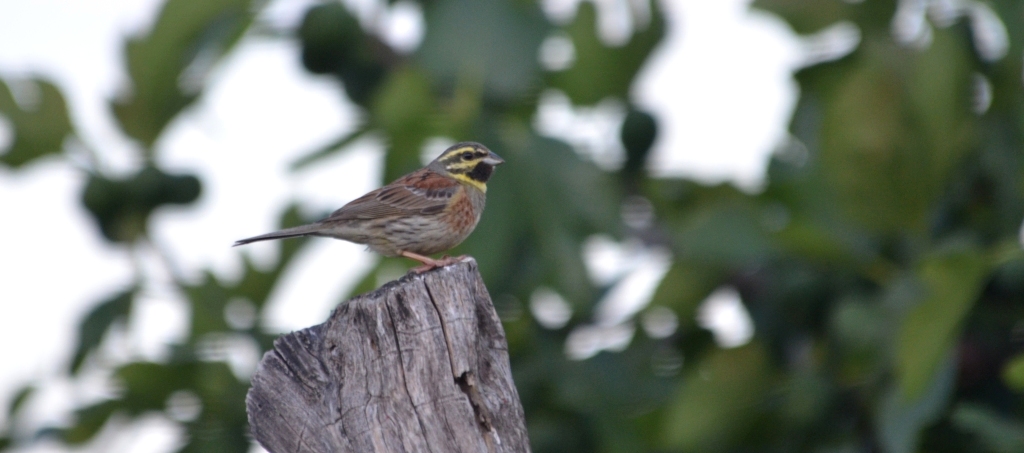Cirl Bunting; Lesvos
