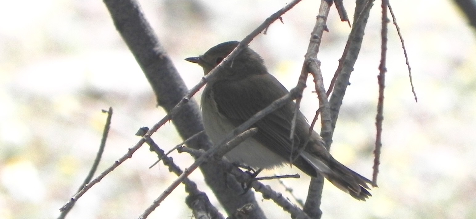 Red-breasted Flycatcher; Lesvos