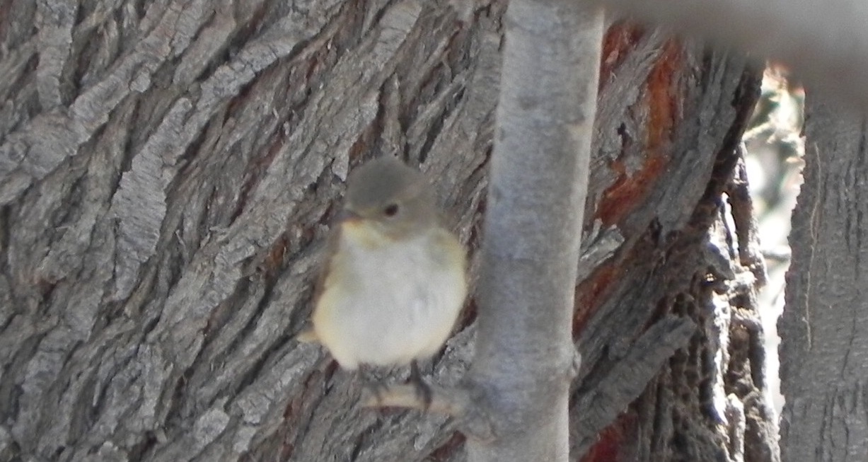 Red-breasted Flycatcher; Lesvos