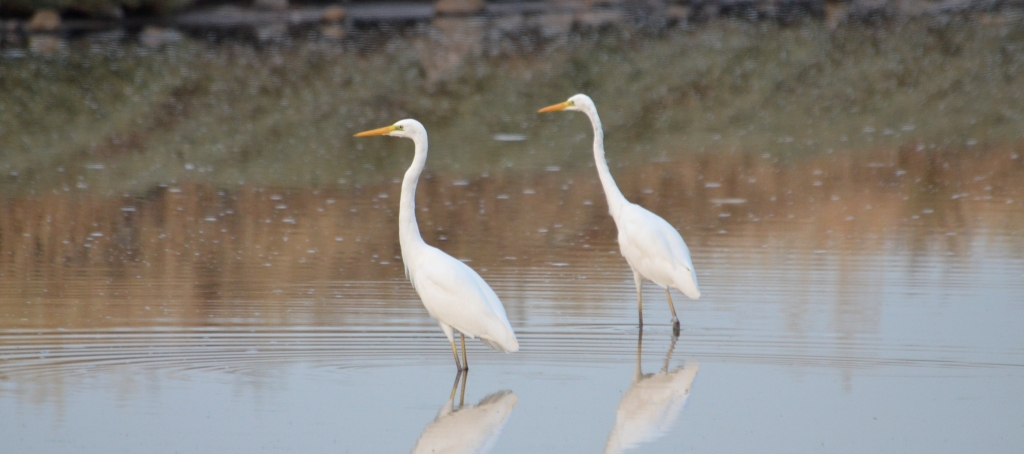 Great White Egrets; Lesvos
