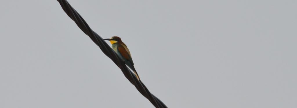 Bee-eater; Lesvos
