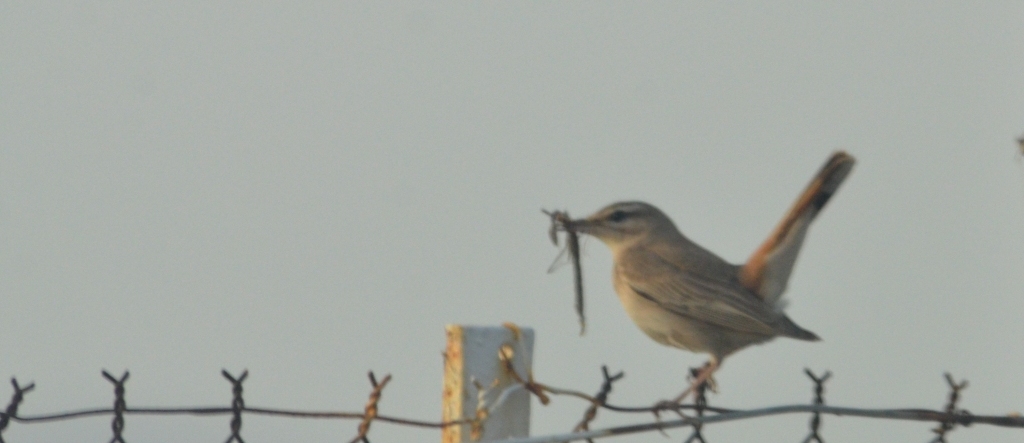 Rufous Bush Robin; Lesvos