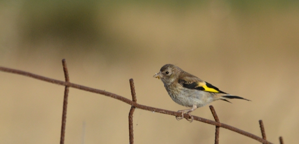 Young Golden Finch; Lesvos