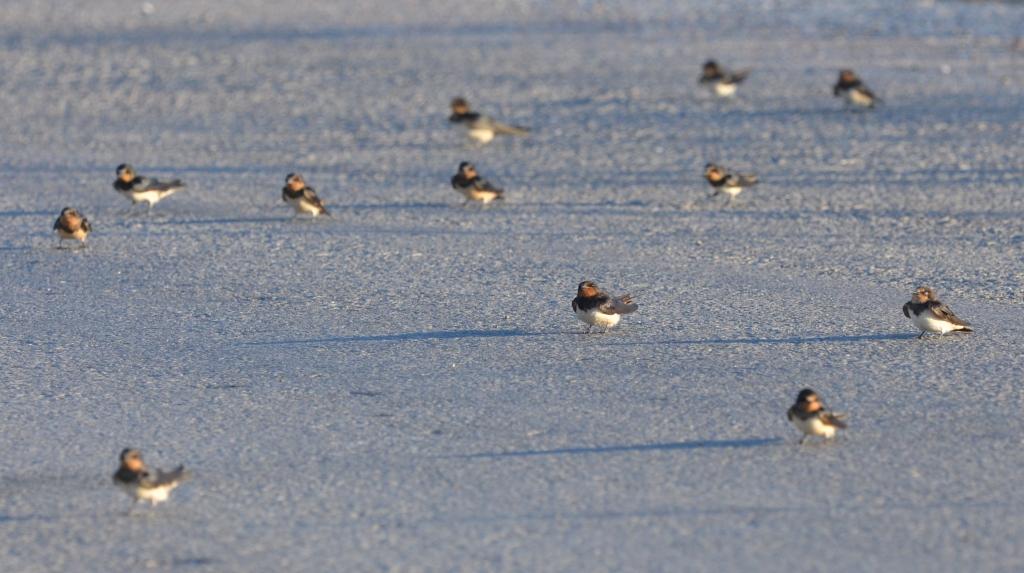 Barn Swallow, Lesvos, Lesvos Bird News