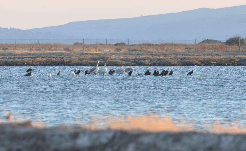 Dalmatian Pelicans, Lesvos, Lesvos Bird News