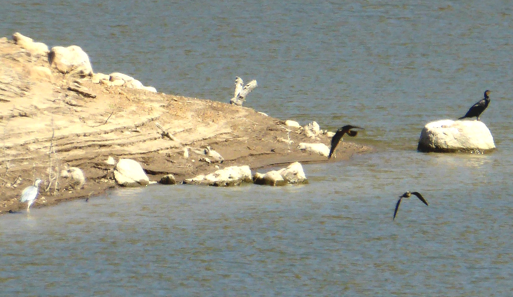 Eleonora's Falcons; Lesvos