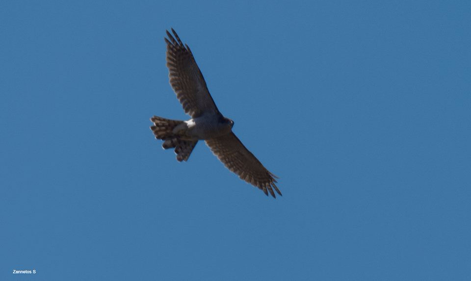 Goshawk;Lesvos