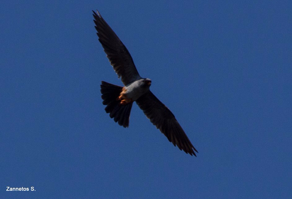 Red-footed Falcon; Lesvos