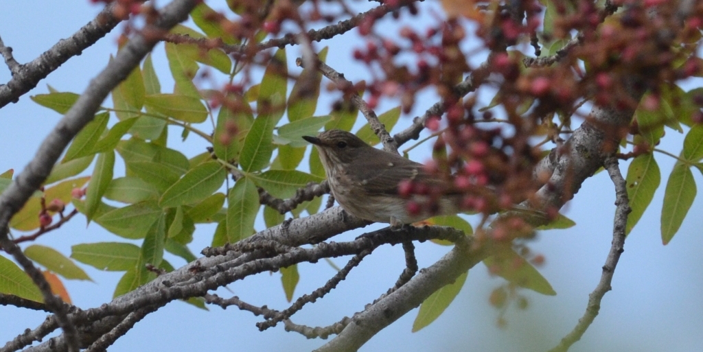 Spotted Flycatcher; Lesvos