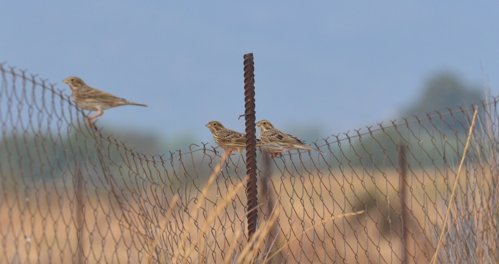 Corn Buntings; Lesvos