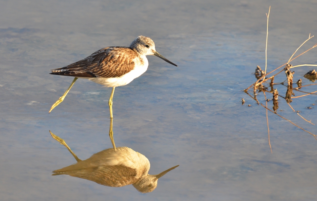 Greenshank; Lesvos