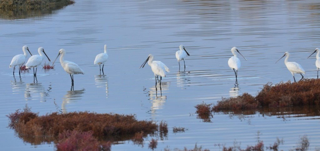 Spoonbills;Lesvos