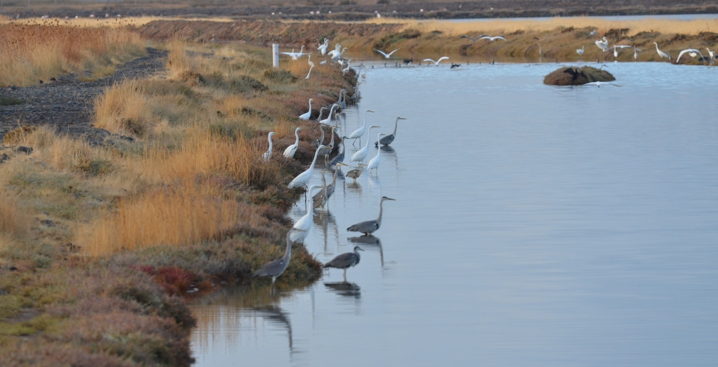 99X_3180 crop small blog