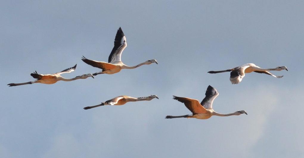 Flamingo;Lesvos