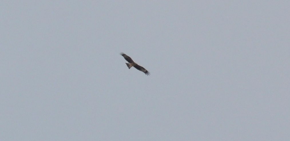 Black Kite; Lesvos