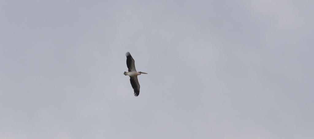 White Pelican; Lesvos
