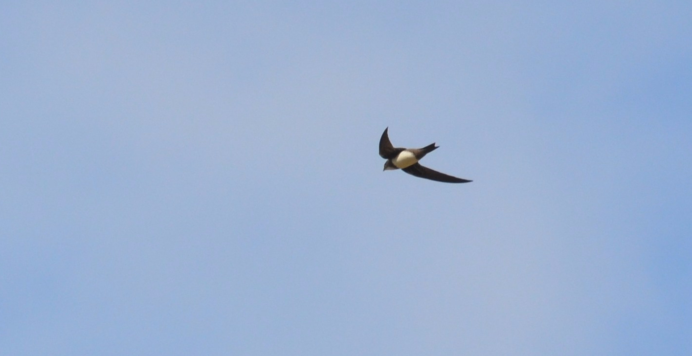 Alpine Swift;Lesvos