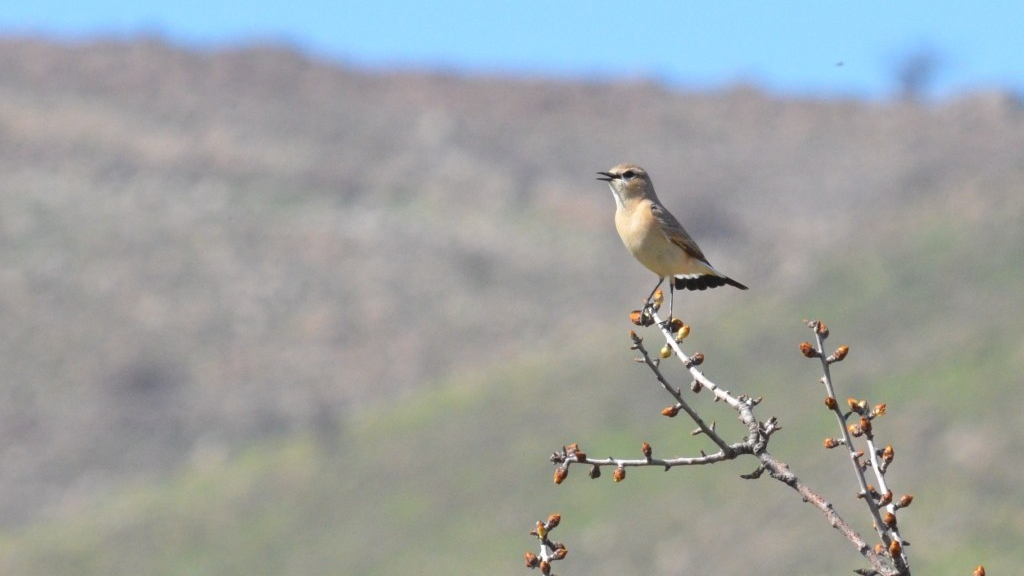 W. Lesvos, beginning of&nbsp;March