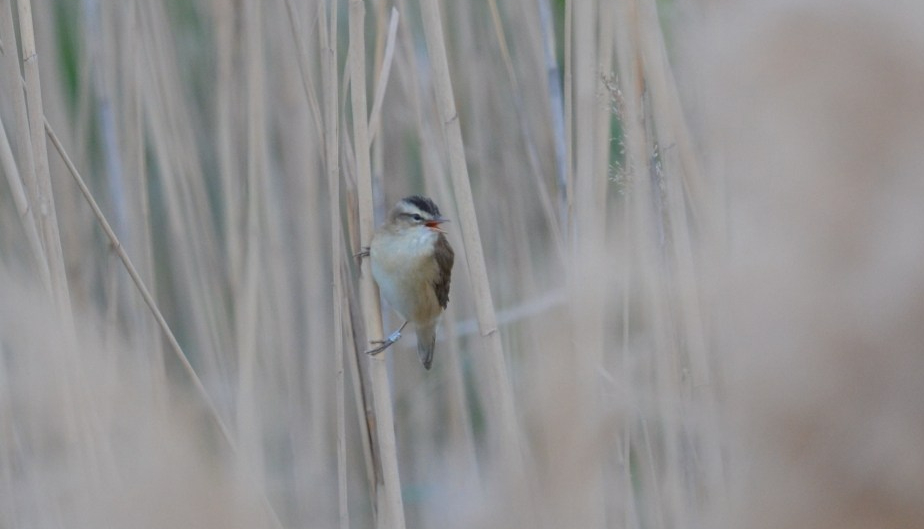 Acrocephalus schoenobaenus; Lesvos