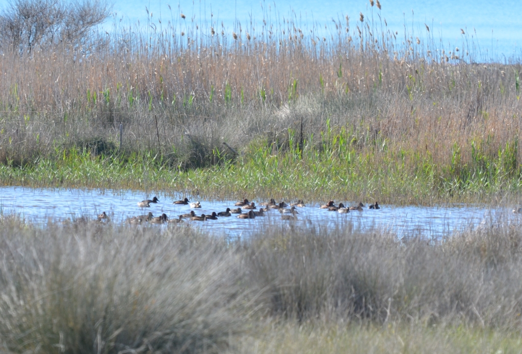 April 3, Ferruginous&nbsp;Ducks!