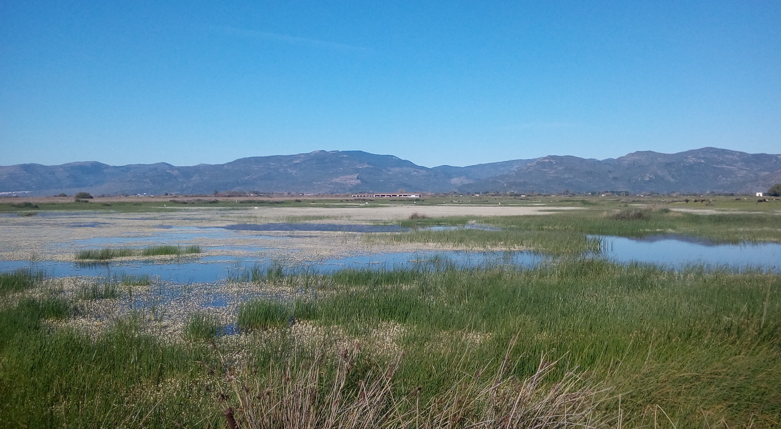 Kalloni Sal Pans fields; Lesvos