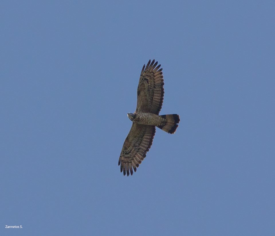 Crested Honey Buzzard Stelios Zannetos