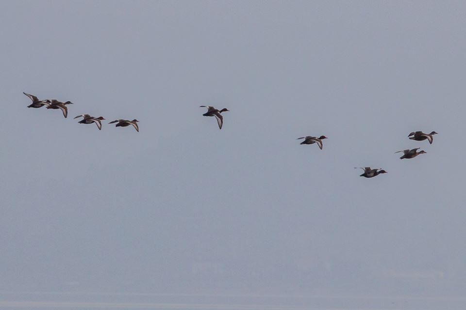 47576134_10214413586882074_4693887547829387264_n