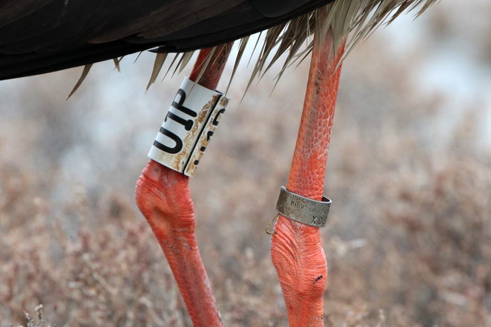 49344687_10212298812576917_2577242843051458560_n