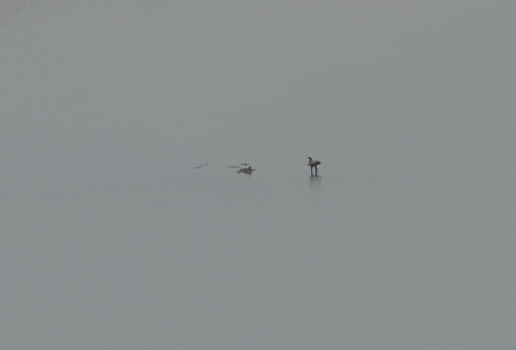 99X_0901.jpg crop small