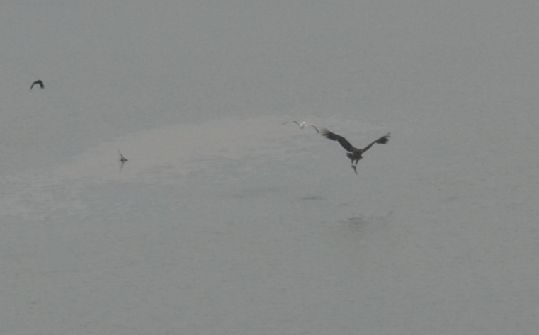 99X_0918.jpg crop small psari